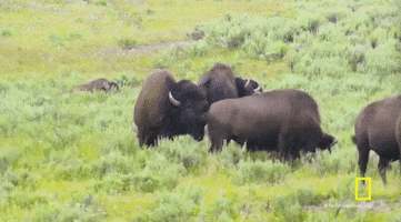 Bison Yellowstone GIF by National Geographic Channel