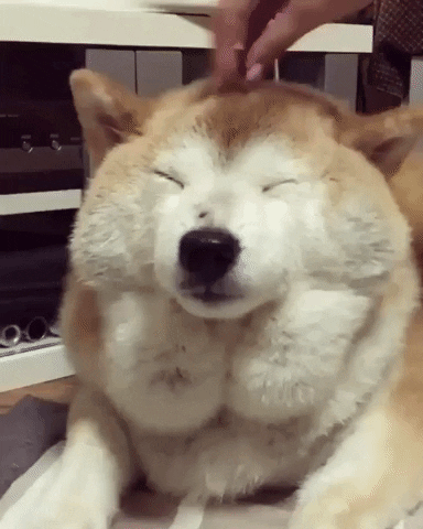 A white face dog smiling while getting a massage on his head