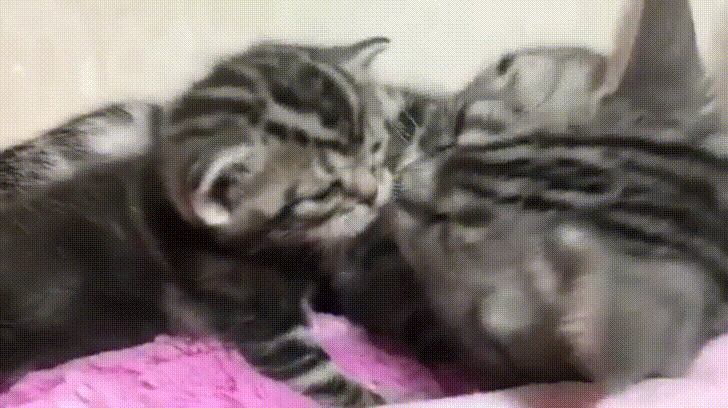 cat time GIF