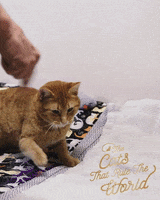 Cute Cats Cat Play GIF by Sheba Official