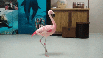 flamingo spinning GIF