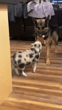 Funny-animals-gif GIFs - Get the best GIF on GIPHY