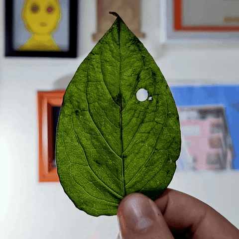 Stop Motion Loop GIF by cintascotch