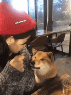 Soba Shibaunu GIF