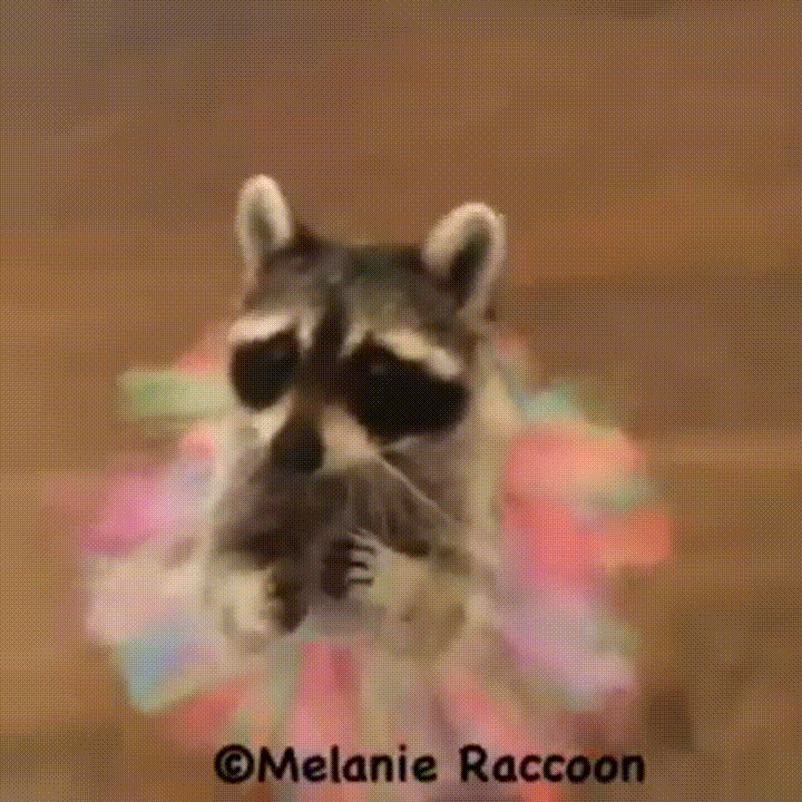 ballerina raccoon GIF