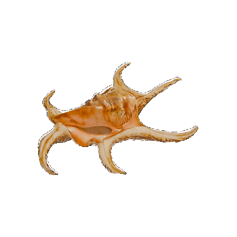 Shell Sticker