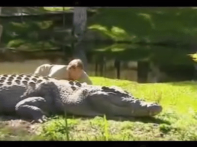 crocodile GIF