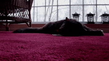 my cat she was playin with her string (next to her) and she was like nah im done GIF by Maudit