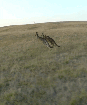 rip curl kangaroos GIF
