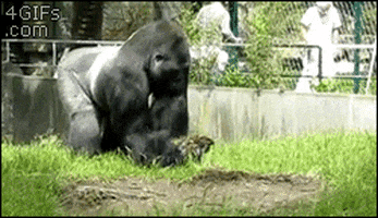 angry gorilla GIF