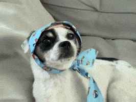 Dog Puppy GIF