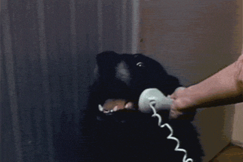 Dog Hello GIF - Find & Share on GIPHY