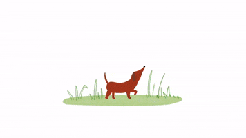hjacobsanimation animation dog illustration dogs GIF