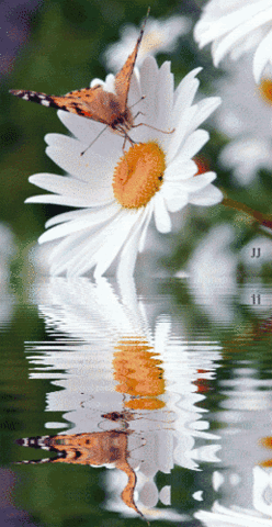 daisies GIF