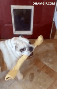 Image result for dog with a bone gif