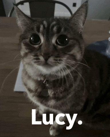Cat Lucy GIF