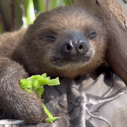 Happy Baby GIF by San Diego Zoo Wildlife Alliance