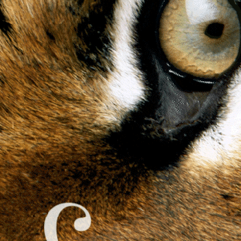 Tiger GIF by WWF France