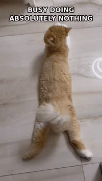 simba-cat-fluffy-boss-pZQhpojEYDVicppQ2P