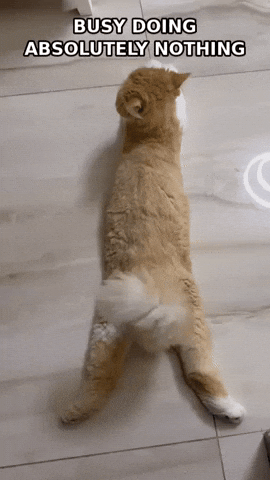 Reaction Gif GIF