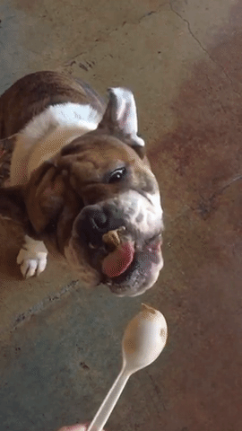 GIF by DogVacay