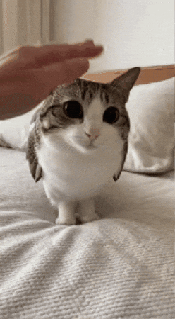 Cat Owl GIF
