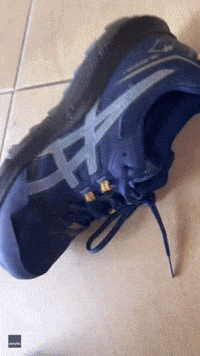 Poisonous Snake in Shoe Is a Reminder to Watch Your Step