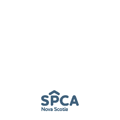 Cats Dogs Sticker by Nova Scotia SPCA