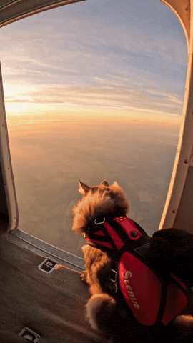 Cat Flying GIF