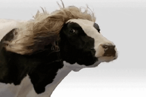 Cow GIF - Find & Share on GIPHY