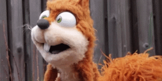 Squirrel What GIF