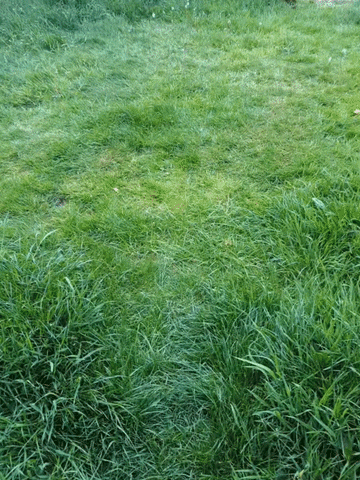 Zooming Sausage Dog GIF - Find & Share on GIPHY