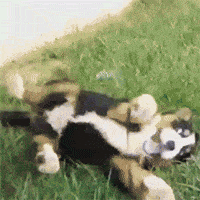 panda push down hill