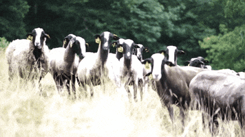 sheep herd GIF by La Maison de la Maille