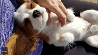 Contented Cavalier Enjoys Massage in the Sun