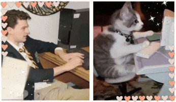 Cat Working GIF