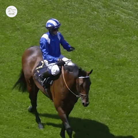 Sport Celebrate GIF by World Horse Racing