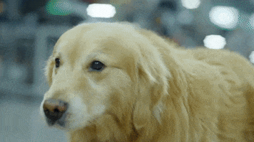 golden retriever dog GIF by ADWEEK
