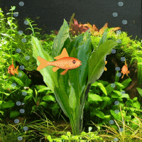 Fishkeeping GIFs - Find & Share on GIPHY