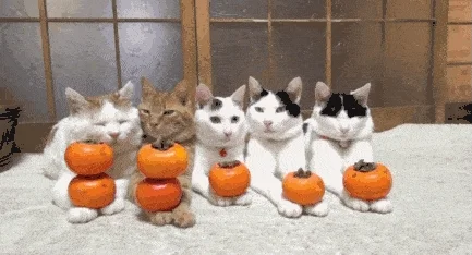 Cats Pumpkin GIF