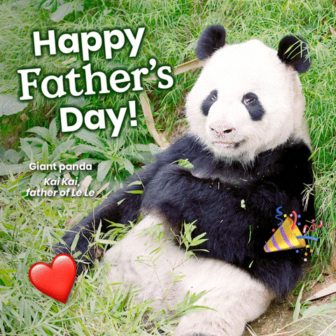 Fathers Day Panda GIF by Mandai Wildlife Reserve