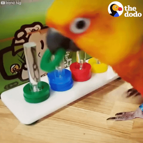 bird parrot GIF by The Dodo
