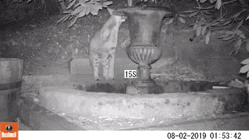 Cat GIF by Woodland Park Zoo