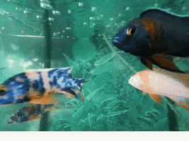 AquariumMe fish silly tank stressed GIF