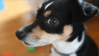Clever Dog Learns How To Spell Her Name