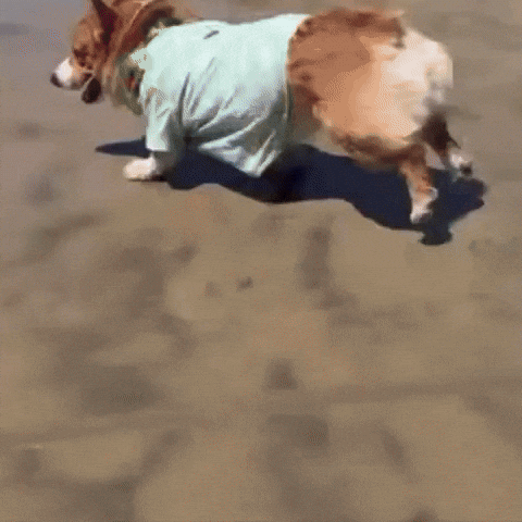 Corgi GIF