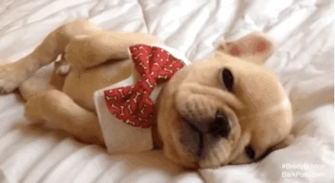 Tired Bow Tie GIF