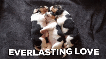 Everlasting Love Dog GIF