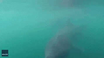 Basking Shark GIFs - Find & Share on GIPHY