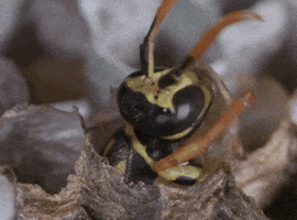birth wasp GIF